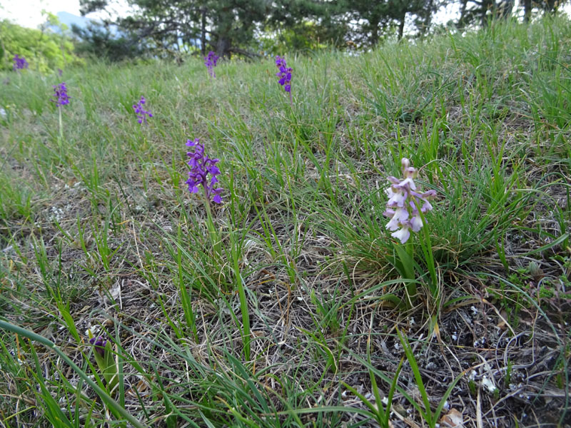 tonalit diverse di.....Anacamptis morio